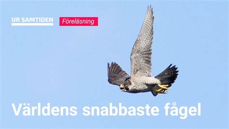 snabbaste fågeln i sverige|Naturum Kullaberg: Världens snabbaste fågel